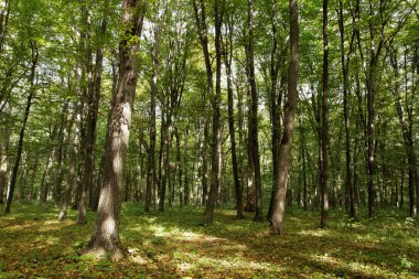 sonbahar yeşil orman.