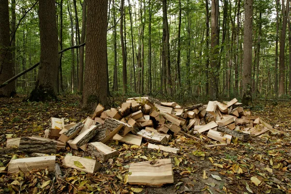Магазин дров на фоне леса — стоковое фото