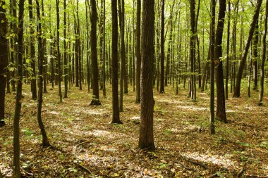 sonbahar yeşil orman.