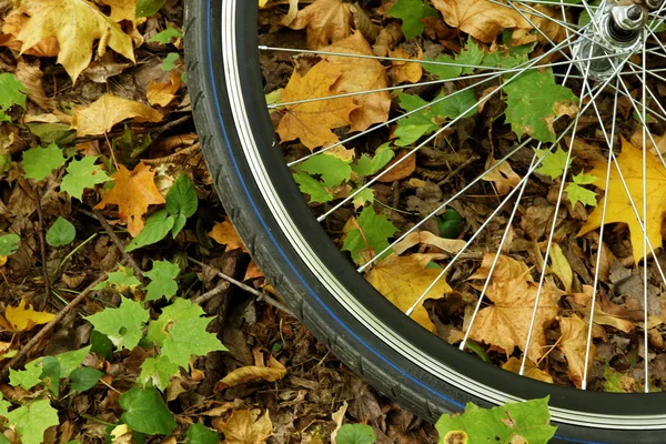 Touring koła rowerowego z tłem opadłych liści — Zdjęcie stockowe