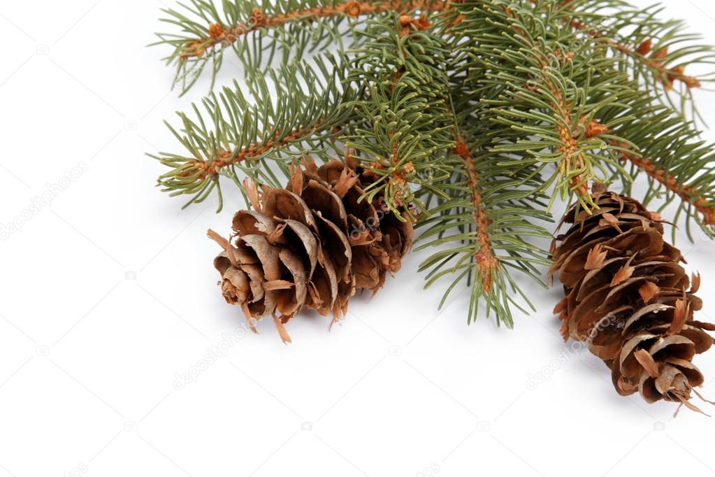 Spruce branch with cone on a white background