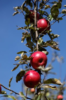 dal mavi gökyüzü olgun kırmızı elmalar.