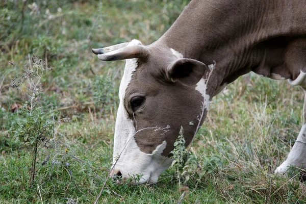 Сow eating the green grass. — Stock Photo, Image