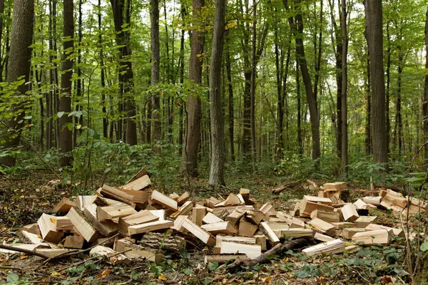 Brennholzlager im Hintergrund des Waldes — Stockfoto