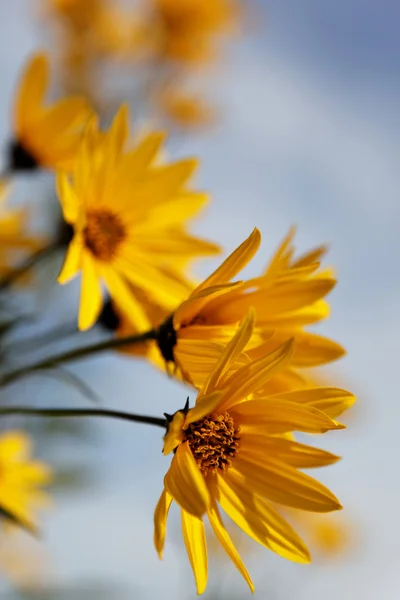 Žluté Topinambur květiny (daisy rodina) proti modré obloze — Stock fotografie