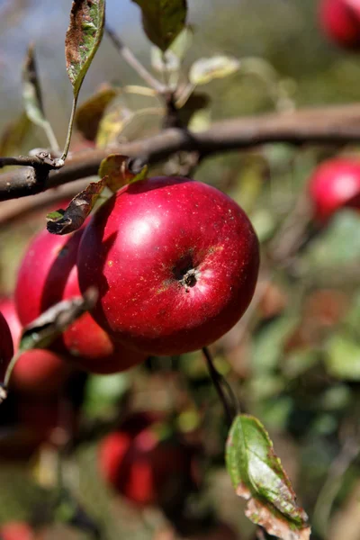 Pommes rouges mûres sur une branche. — Photo