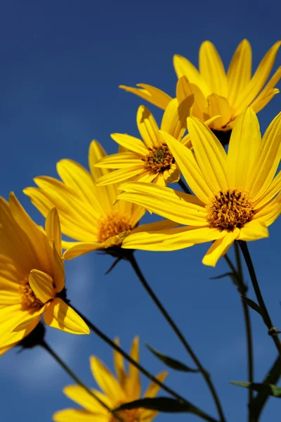 Yellow topinambur flowers (daisy family) against blue sky