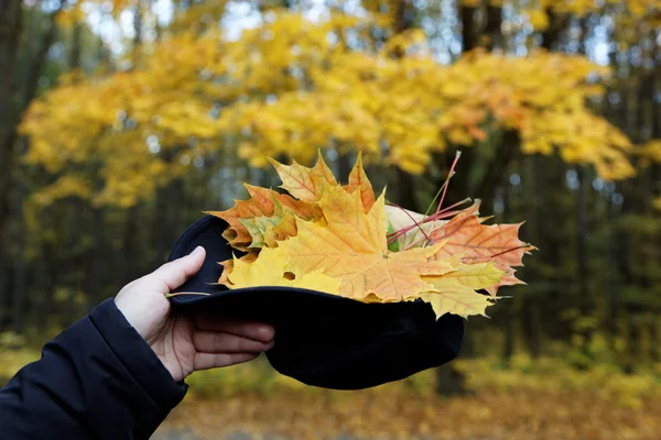 Kobiety ręka trzyma kapelusz z klon liści w lesie jesienią. — Zdjęcie stockowe