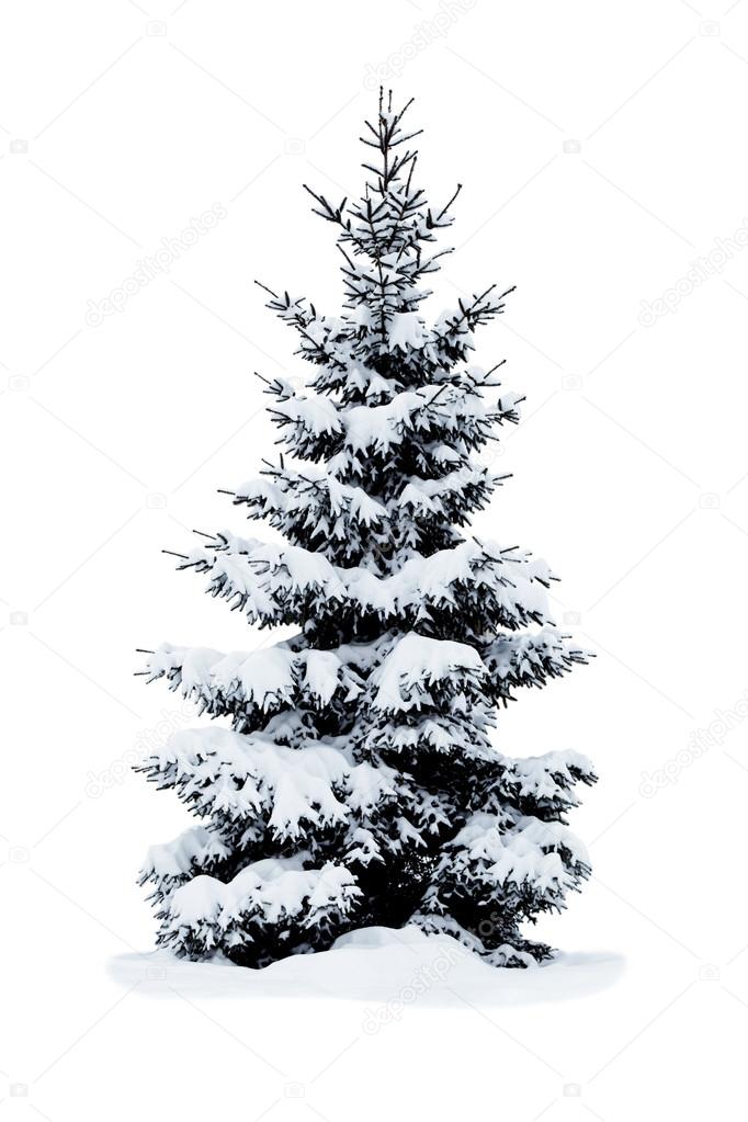 Christmas tree covered with snow isolated on white background.