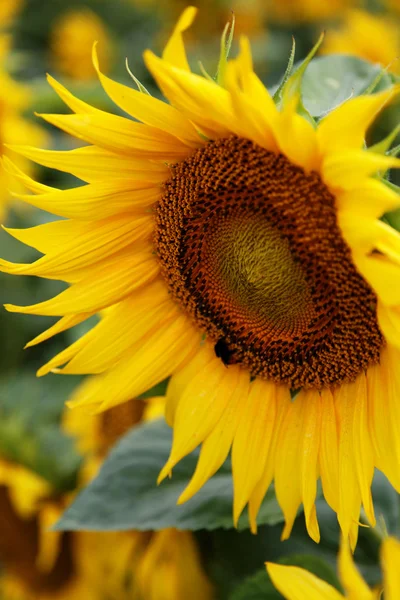 Girasol — Foto de Stock