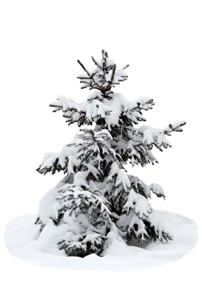 Christmas tree on a white background — Stock Photo, Image