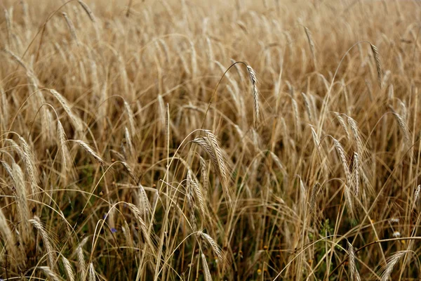 Campo d'orzo dorato — Foto Stock