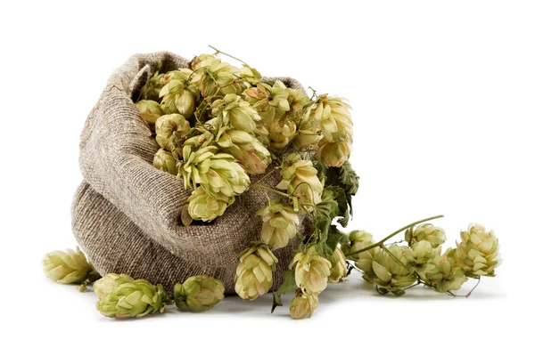 Houblon dans un sac isolé sur fond blanc . — Photo