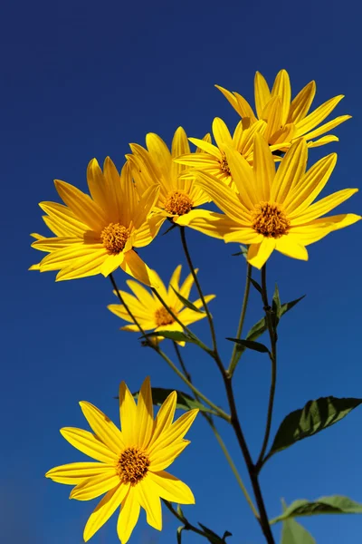 Žluté Topinambur květiny (daisy rodina) proti modré obloze — Stock fotografie