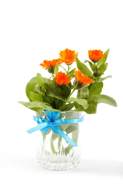 Flores de calêndula em um vaso de vidro isolado em fundo branco . — Fotografia de Stock