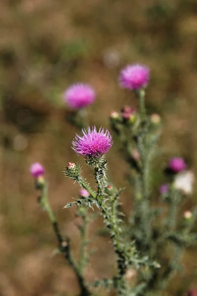 Blossoming thistle with pink flowers on brown background. — Stock Photo, Image