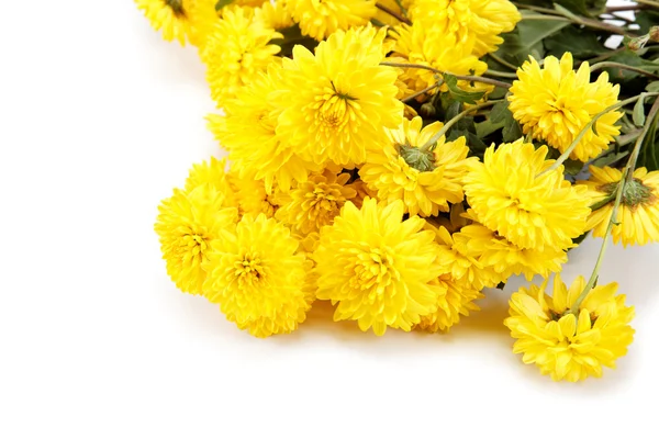 Strauß gelber Blüten, Chrysanthemen isoliert auf weißem Rücken — Stockfoto