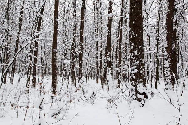 Paysage forêt d'hiver . — Photo