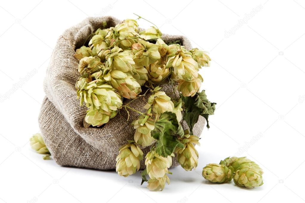 Hops in a bag isolated on white background.