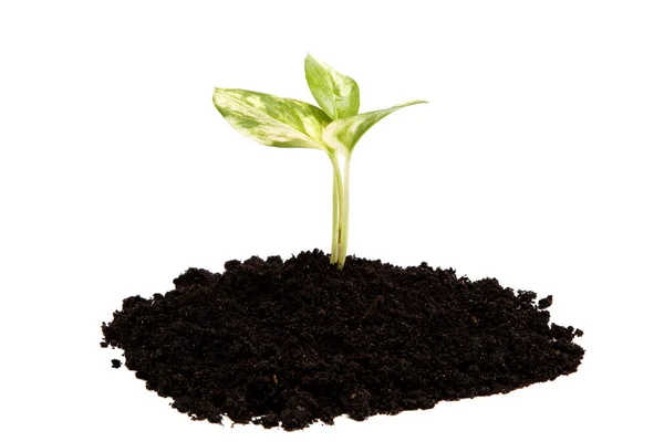 Brote verde de la tierra sobre un fondo blanco . — Foto de Stock