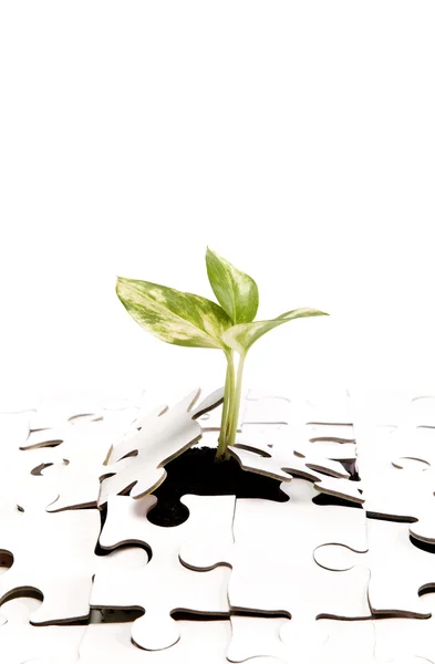 Green sprout from the earth makes its way through the puzzle. — Stock Photo, Image