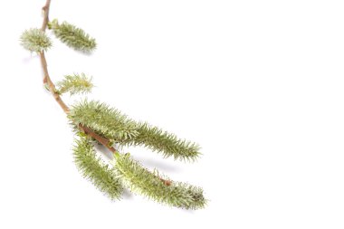 Söğüt dalı beyaz zemin üzerine izole çiçek.