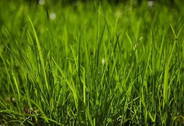 Świeża zielona trawa w kroplach rosy. — Zdjęcie stockowe