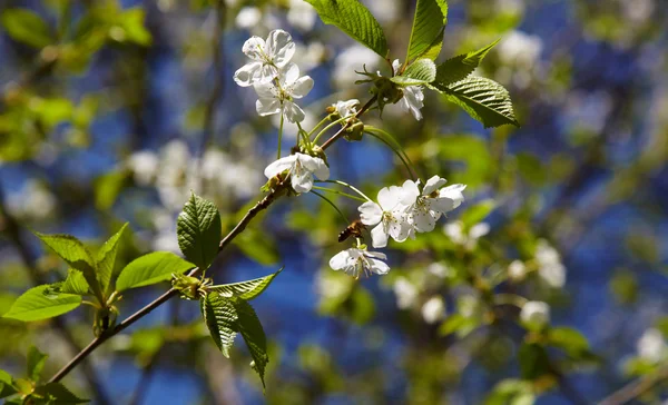 Fiori bianchi dei fiori ciliegio in un giorno di primavera . — Foto Stock