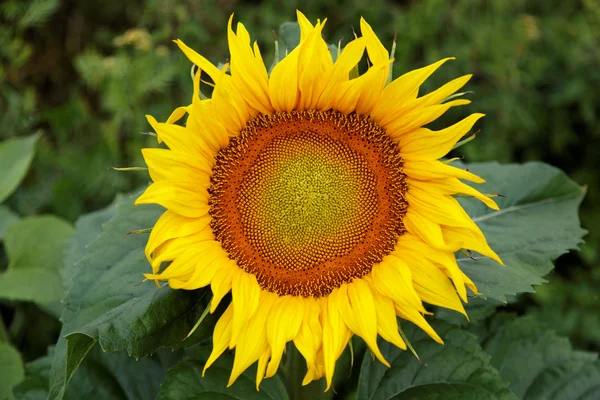 Bunga matahari di lapangan hijau . — Stok Foto