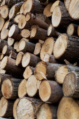 kesilen ağaç gövdelerinin yığını.