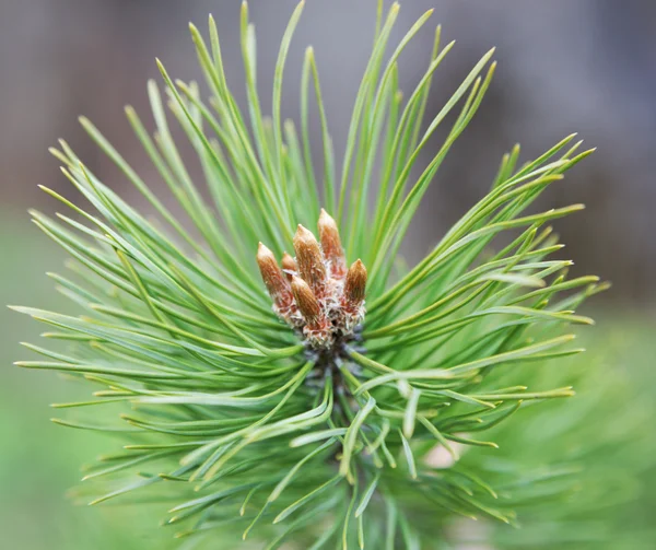 Kiefernzweig mit Knospen. — Stockfoto