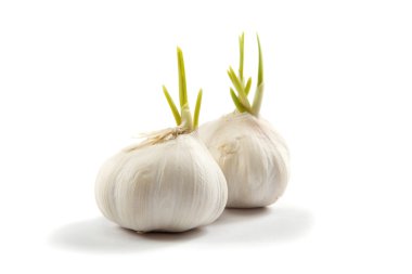 Beyaz bir arka plan üzerinde izole sarımsak iki ampul.