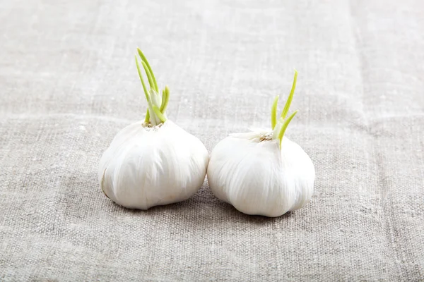 Two bulbs of garlic isolated on a cloth. — Stock Photo, Image