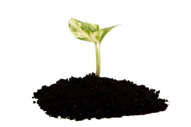 beyaz zemin üzerinde yeryüzünden yeşil Filiz.