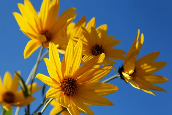 Yellow topinambur flowers (daisy family) against blue sky — Stock Photo, Image