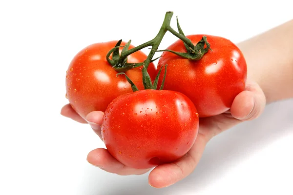 Die Hand einer Frau, die einen Zweig einer frischen Tomate hält, — Stockfoto