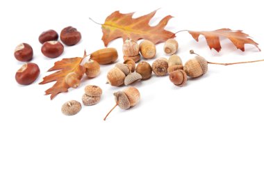 sonbahar meşe yaprakları ve beyaz arka plan üzerinde izole meşe palamudu.