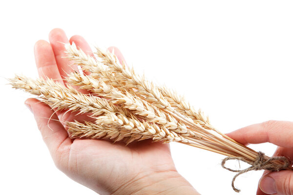 Уши пшеницы в женских руках изолированы на белом фоне
.