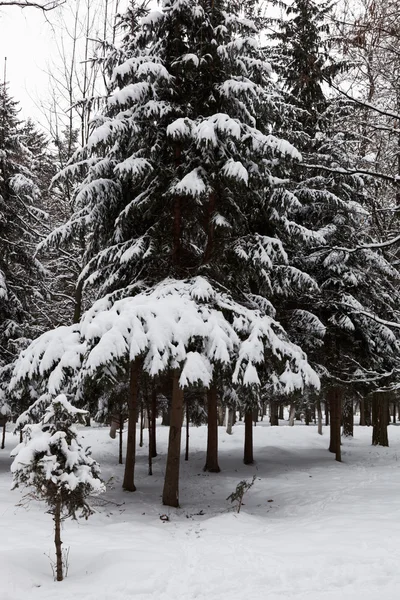 Winter forest. bomen onder de sneeuw. — Stockfoto