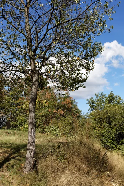 风景与一棵树上小山，蓝色的天空和白色蓬松 clo — 图库照片