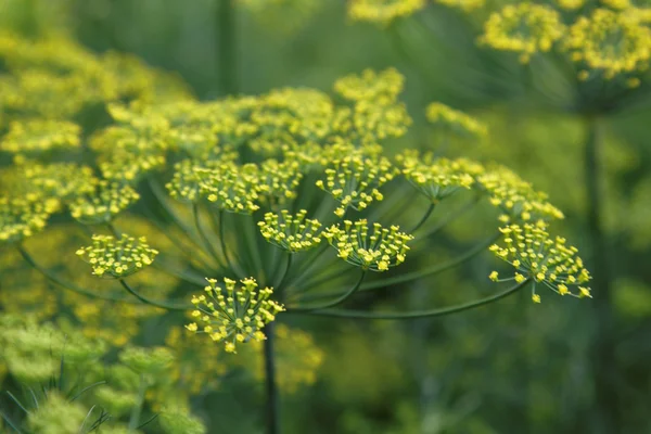 小茴香花在绿色背景上。莳萝的花. — 图库照片