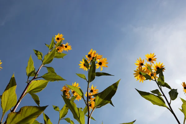 Yellow topinambur flowers (daisy family) against blue sky. — Stock Photo, Image
