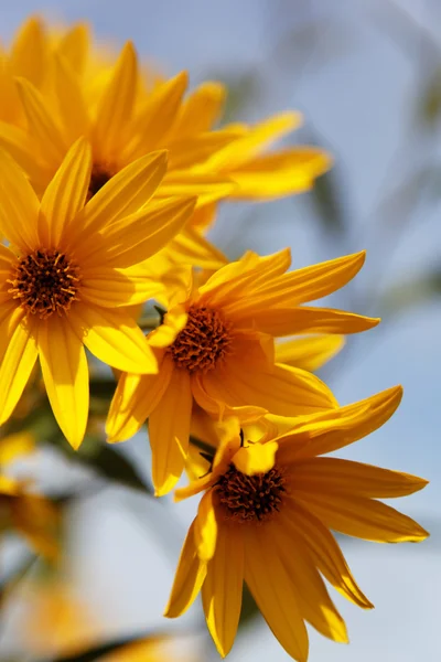 Yellow topinambur flowers (daisy family) against blue sky — Stock Photo, Image