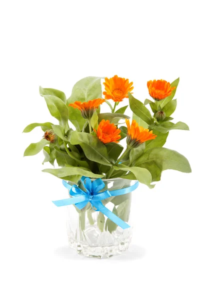 Marigold çiçek Vazoda beyaz zemin üzerine izole. — Stok fotoğraf