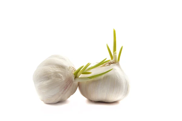 Due bulbi di aglio isolati su fondo bianco . — Foto Stock