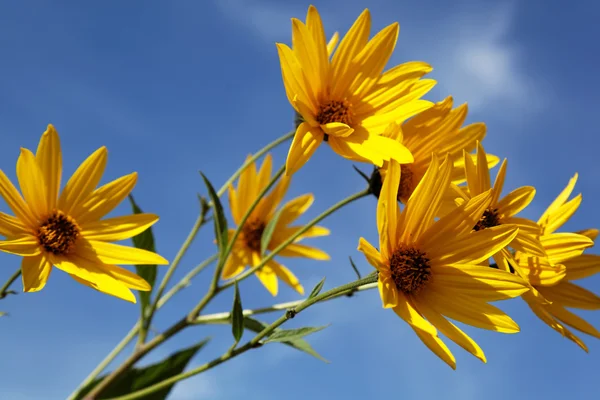 Žluté Topinambur květiny (daisy rodina) proti modré obloze — Stock fotografie