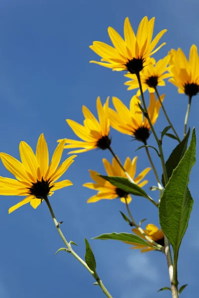 Yellow topinambur flowers (daisy family) against blue sky — Stock Photo, Image