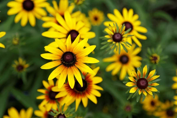 Fleurs jaunes sur une prairie verte. — Photo