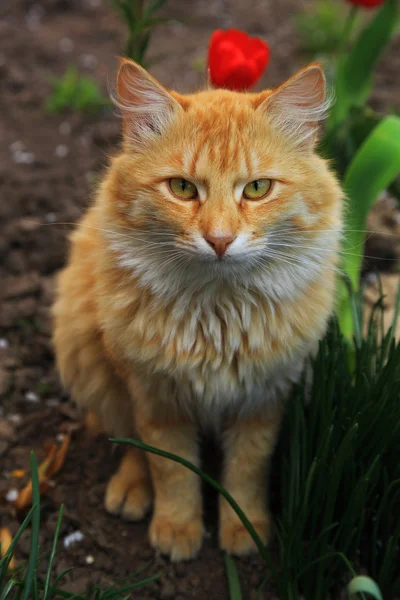 Červená kočka v jarní zahradě. PET. — Stock fotografie