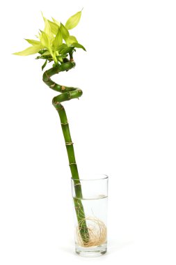 taze bambu beyaz zemin üzerine izole.